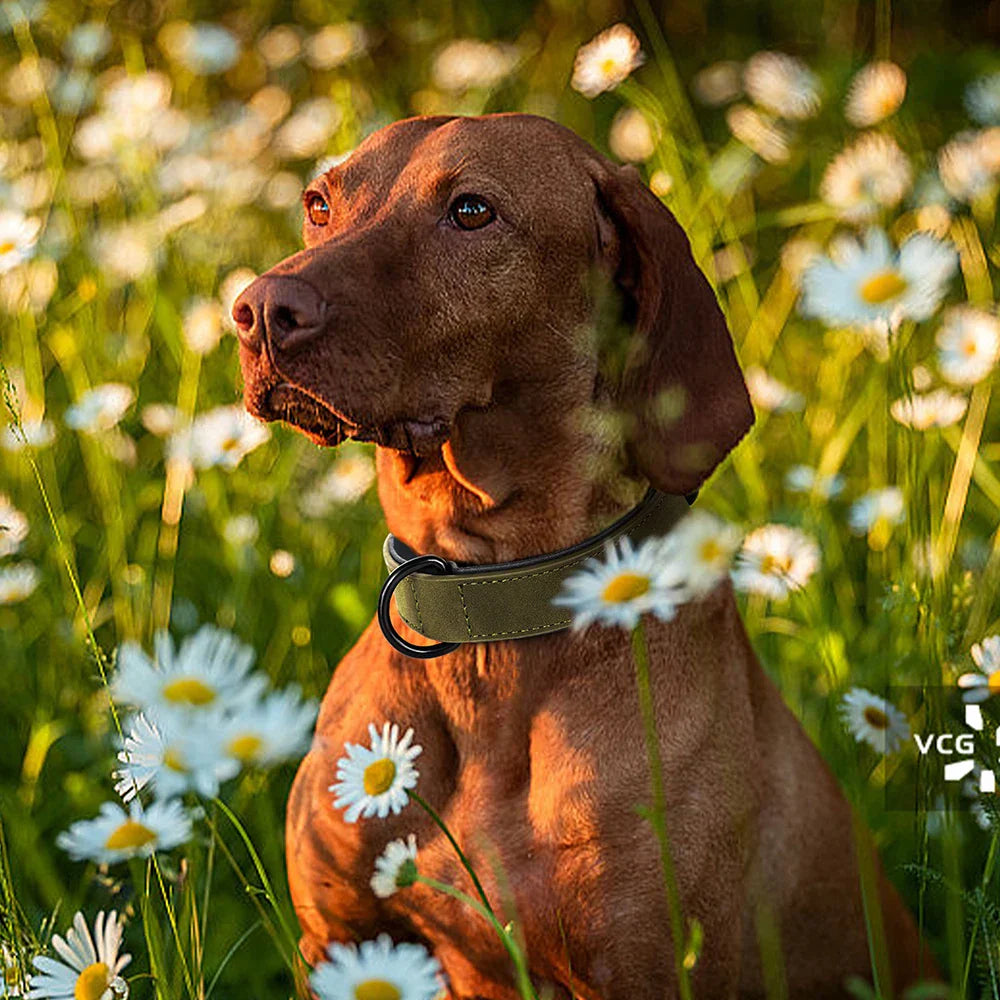 Hundehalsband im Alltag – Warum es für Sicherheit, Kontrolle und Komfort so wichtig ist